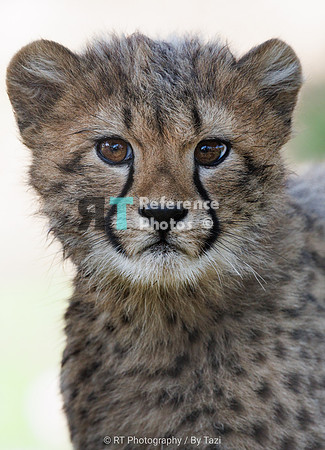 Cheetah cub (female)