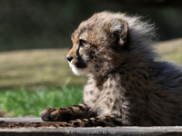 Cheetah cub (male)