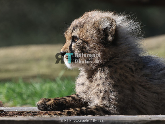 Cheetah cub (male)