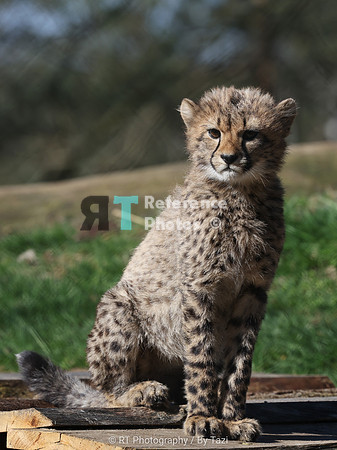 Cheetah cub (female)