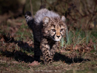 Cheetah cub (male)
