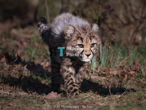 Cheetah cub (male)