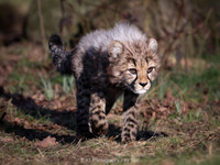 Cheetah cub (male)