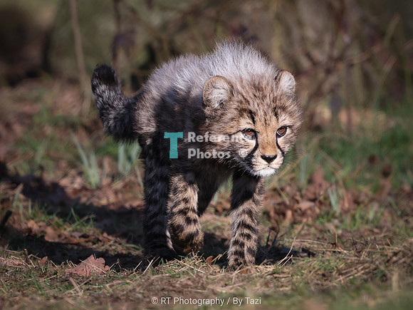 Cheetah cub (male)