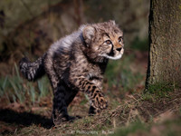 Cheetah cub (male)