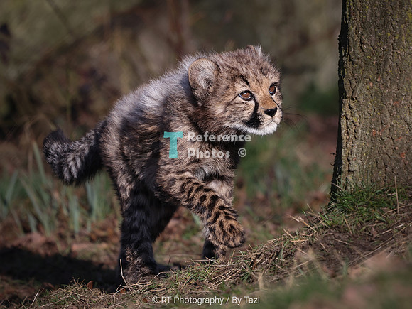Cheetah cub (male)