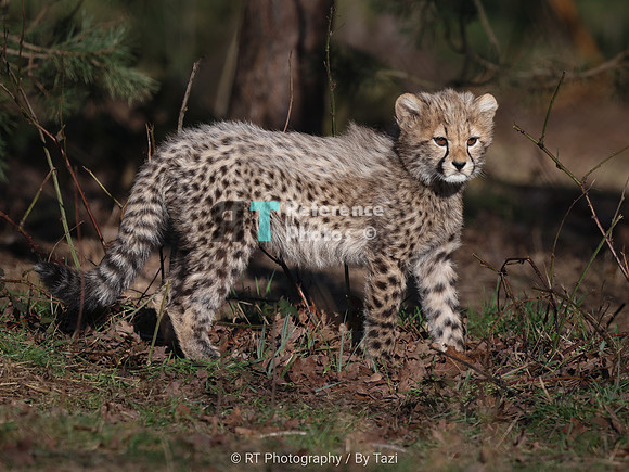 Cheetah cub (female)