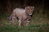 Cheetah cub (male)