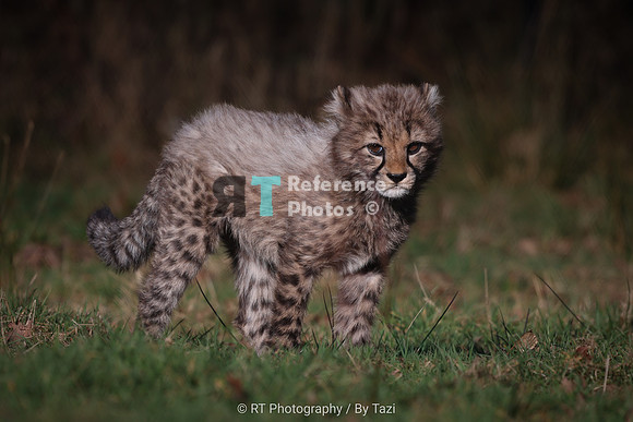 Cheetah cub (male)