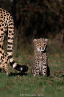 Cheetah cub (female)