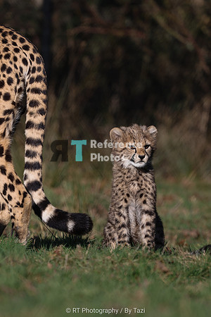 Cheetah cub (female)