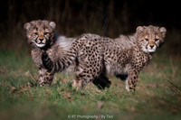 Cheetah cubs