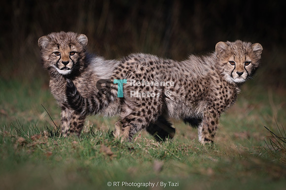 Cheetah cubs