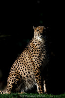 Cheetah