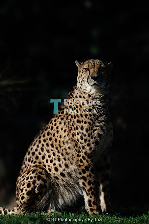 Cheetah
