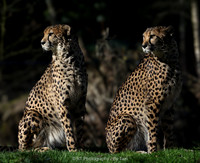 Cheetah brothers