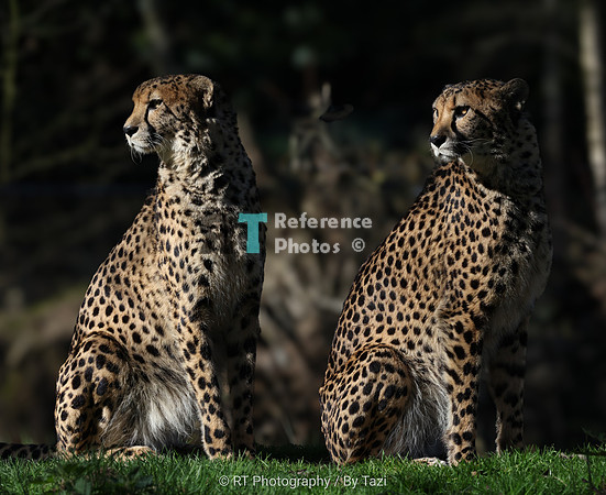 Cheetah brothers