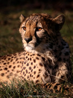 Cheetah