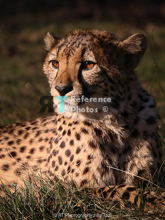 Cheetah
