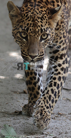 Juvenile Sri Lanka Leopard on the prowl