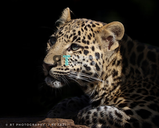 Juvenile leopard