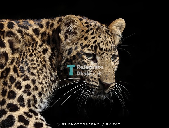 Juvenile leopard