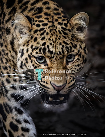 Hissing leopard