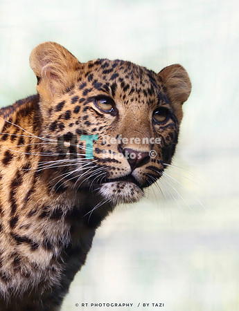 Juvenile leopard
