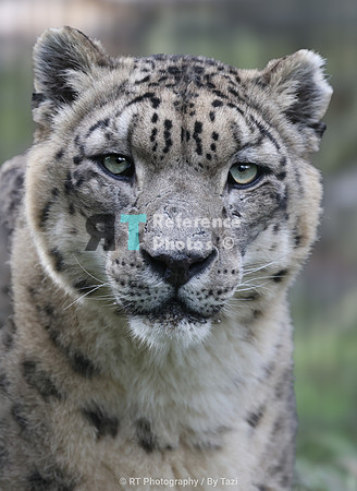 Snow leopard