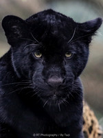 Black jaguar cub (Neron) (NOTE: slightly grainy in sone areas)