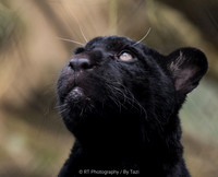 Black jaguar cub (Neron) (Note: Slightly grainy in neck)
