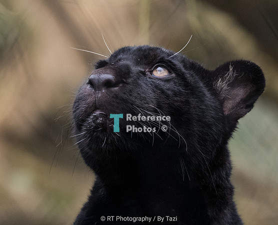 Black jaguar cub (Neron) (Note: Slightly grainy in neck)