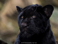 Black jaguar cub (Neron)