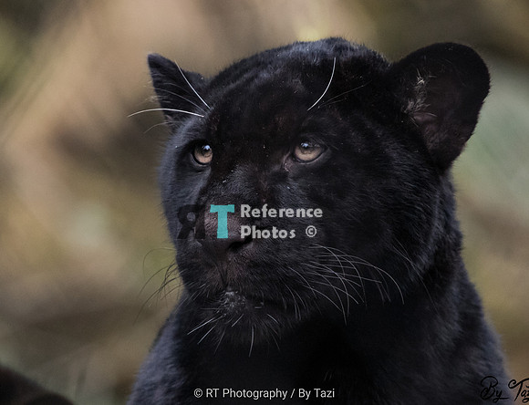 Black jaguar cub (Neron)