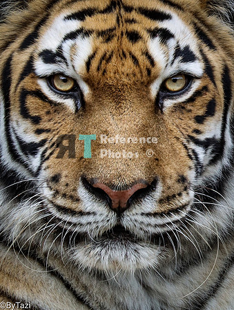 Amur Tiger (close up)