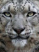 Snow Leopard close up
