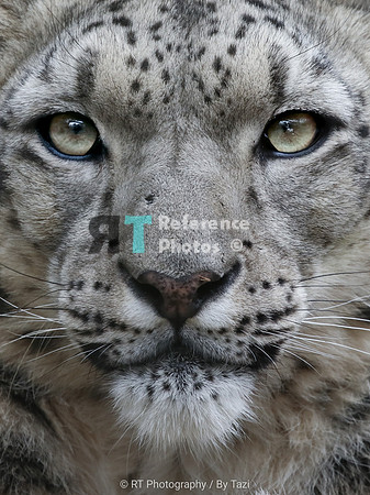 Snow Leopard close up