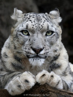Snow Leopard