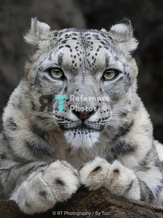 Snow Leopard