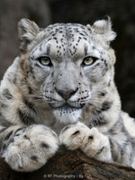 Snow Leopard