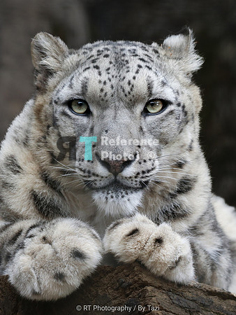 Snow Leopard