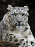 Snow Leopard