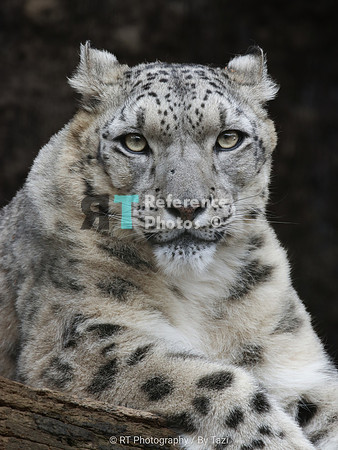 Snow Leopard
