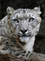 Snow Leopard
