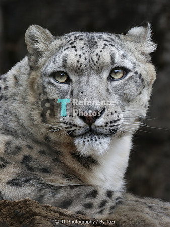 Snow Leopard