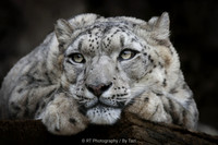 Snow Leopard