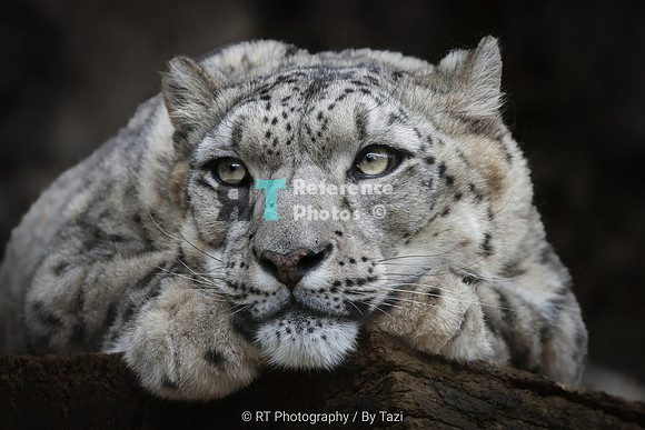 Snow Leopard