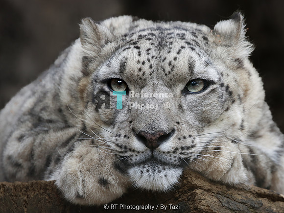 Snow Leopard