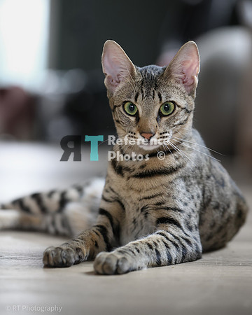 Savannah Cat 'Gaia' of Cattey Savval