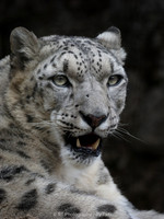 Snow Leopard grimace